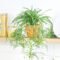 Spider Plant – Air Purifying Easy Houseplants For Low Light Rooms