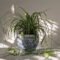 Spider Plant  Indoor Air Purifying Plant  Ladybugs