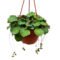 Strawberry Begonia Creeping Saxifraga In A  Inch Hanging Basket