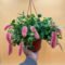 Strawberry Firetails ” (Chenille Plant) – Lucky Plant Shop