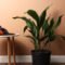 Tall Low Light Indoor Plants—Plus  That Hate Low Light – Pafe