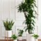 The Best Air Purifying Plants For The Office — Plant Care Tips And