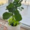 The Complete Guide To Growing And Caring For A Fiddle Leaf Fig