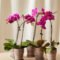 The Indoor Gardener’s Guide To Orchid Types And Care – Bloomscape