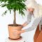 The Money Tree Plant: Symbolism And Benefits  Bloomscape