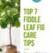 Top Fiddle Leaf Fig Care Tips From Guest Expert Alessandra Pham