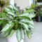 Top  Unique Low Light Houseplants For Your Home — Plants By Post