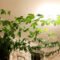 Will Our Indoor Passion Vine Ever Bloom? : R/IndoorGarden